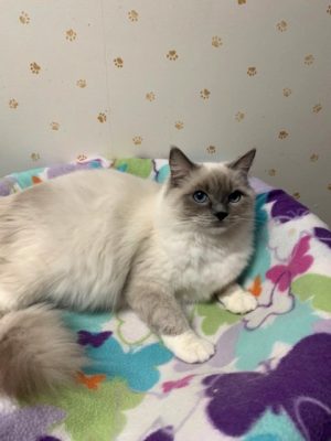 Mazie-Blue Point Mitted Female Ragdoll Queen | RAGBENCHER Ragdolls