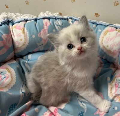 Available Ragdoll Kittens CA