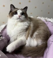 Available Ragdoll Kittens CA